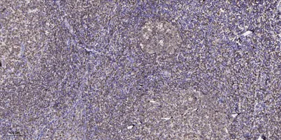 GBG11 rabbit pAb