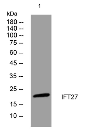 IFT27 rabbit pAb