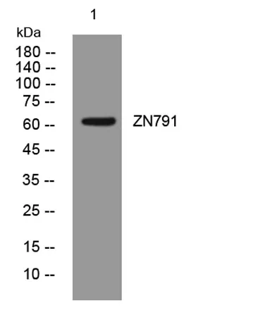 ZN791 rabbit pAb