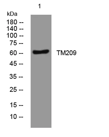 TM209 rabbit pAb