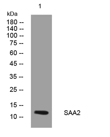 SAA2 rabbit pAb - image 1
