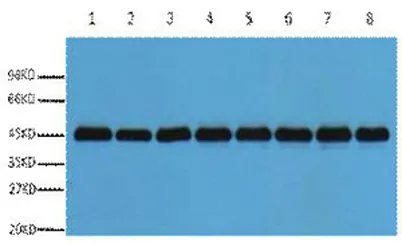 Plant-actin rabbit pAb