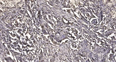 MMP28 (Cleaved-Phe123) rabbit pAb - image 1
