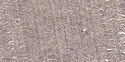 MLKL (phospho Ser358) rabbit pAb - image 1