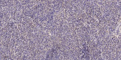 MCHL1 rabbit pAb
