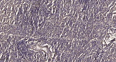 MYPT1 (phospho-Ser507) rabbit pAb