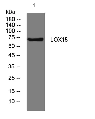 LOX15 rabbit pAb