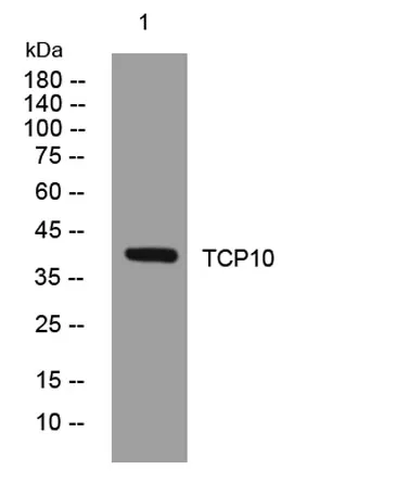 TCP10 rabbit pAb