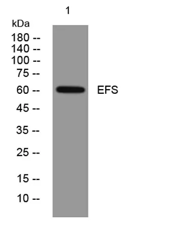 EFS rabbit pAb