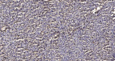 TIF1β (phospho-Ser824) rabbit pAb