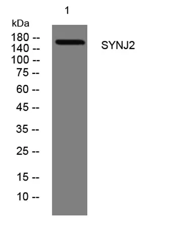 SYNJ2 rabbit pAb - image 1