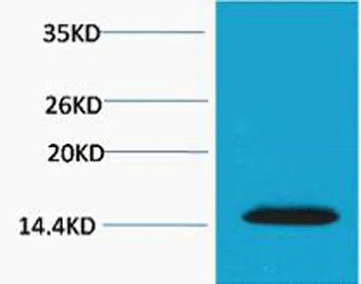 Histone H2A.X (Phospho Thr120) rabbit pAb - image 1