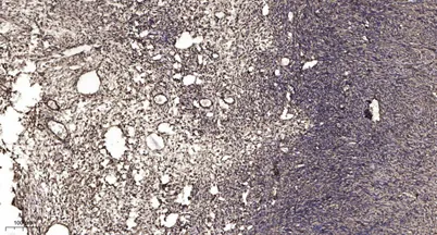SMC1 (phospho-Ser360) rabbit pAb - image 1