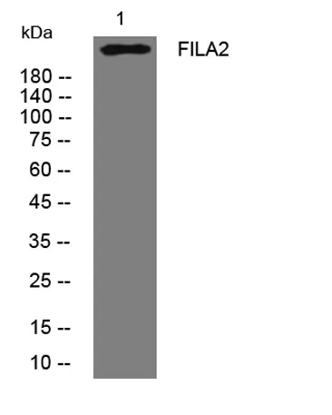 FILA2 rabbit pAb