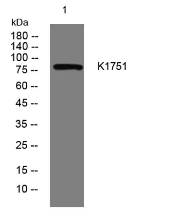 K1751 rabbit pAb