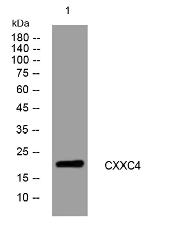 CXXC4 rabbit pAb - image 1