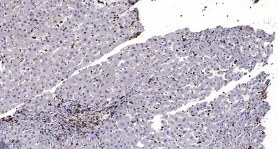 MLK3 (Phospho Thr277+Ser281) rabbit pAb - image 1