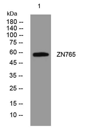 ZN765 rabbit pAb - image 1