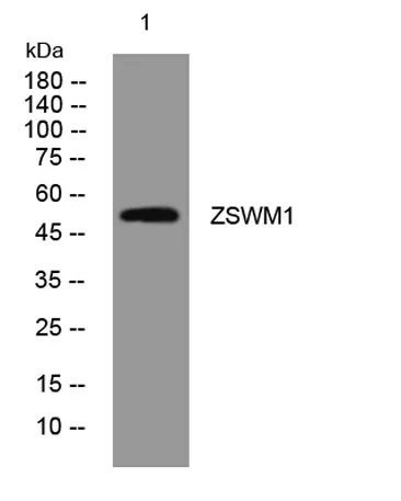 ZSWM1 rabbit pAb
