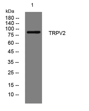 TRPV2 rabbit pAb - image 1