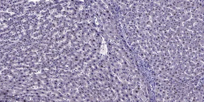 MT1A rabbit pAb - image 1