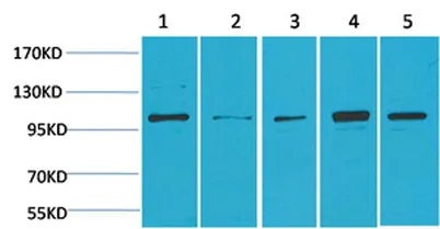 ERK 5 rabbit pAb - image 1