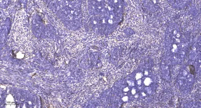 Rad17 (phospho-Ser635) rabbit pAb - image 1