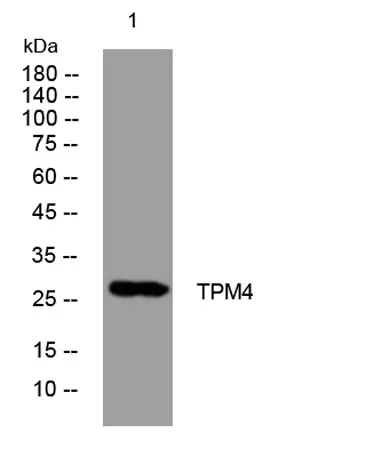 TPM4 rabbit pAb