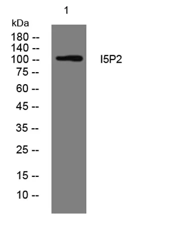 I5P2 rabbit pAb