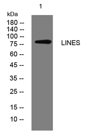 LINES rabbit pAb - image 1