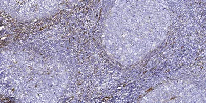 ATG4a Rabbit rabbit pAb - image 1