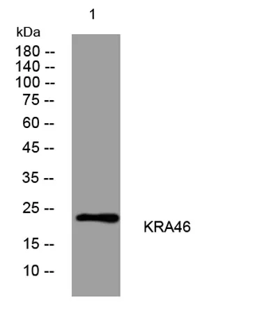 KRA46 rabbit pAb