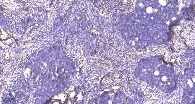 RanBP3 (phospho-Ser58) rabbit pAb - image 1