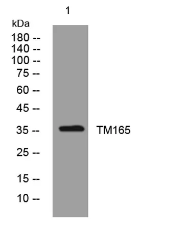 TM165 rabbit pAb - image 1