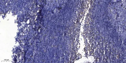 Secretogranin-1 rabbit pAb - image 1