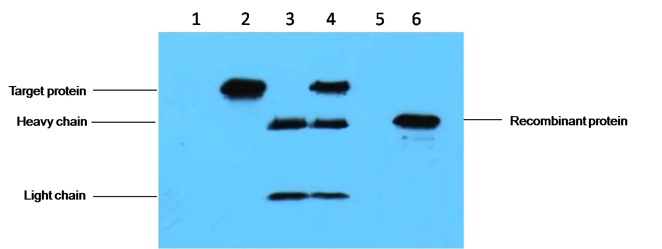 C-Myc-Tag Mouse mAb - image 1