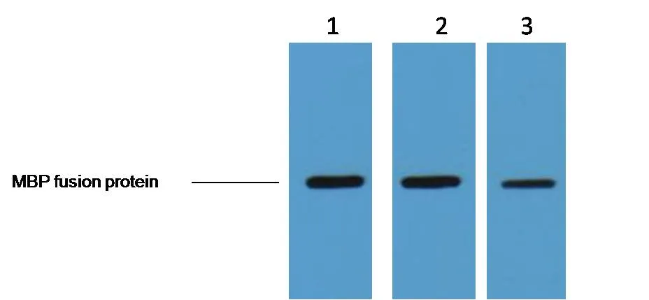 MBP-Tag Mouse mAb - image 1
