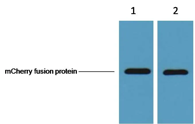 mCherry-Tag Mouse mAb - image 1