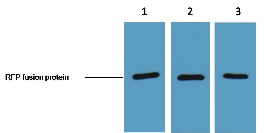 RFP-Tag Mouse mAb