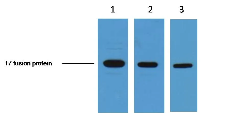 T7-Tag Mouse mAb - image 1