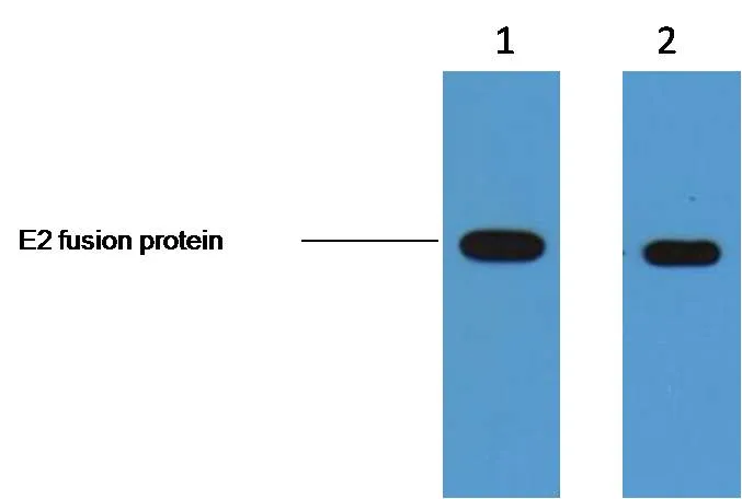 E2-Tag Mouse mAb - image 1