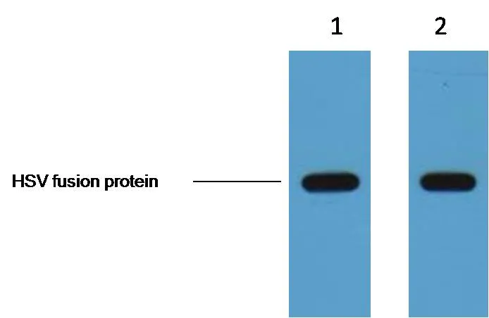 HSV-Tag Mouse mAb - image 1