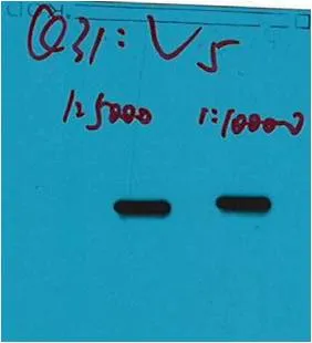 V5-Tag Mouse mAb