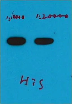 His-Tag (HRP Conjugated) Mouse mAb - image 1
