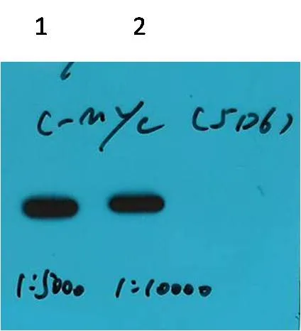 C-Myc-Tag Mouse mAb - image 1