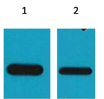 Flag-Tag (HRP Conjugated) Mouse mAb - image 1
