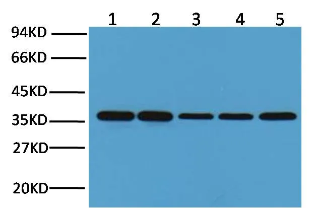 GAPDH Mouse mAb - image 1