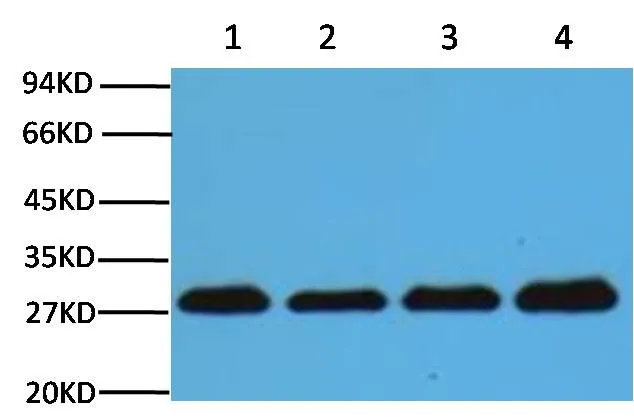 PCNA Mouse mAb