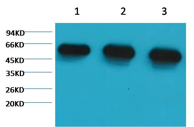 α-tubulin Mouse mAb - image 1