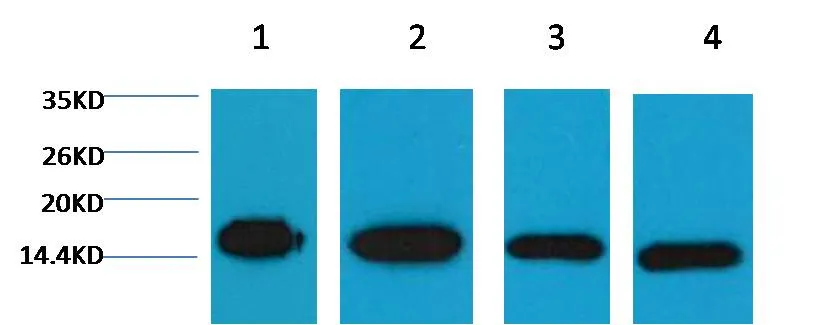 Histone H3 Mouse mAb - image 1